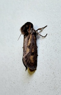 Acrolophus popeanella
