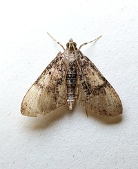 Palpita unidentified species