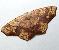 Besma quercivoraria