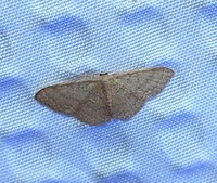 Pleuroprucha insulsaria