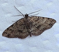 Melanolophia canadaria