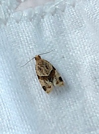 Clepsis peritana