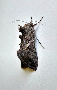 Ctenoplusia oxygramma
