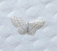 Idaea tacturata