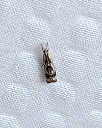 Microcrambus elegans