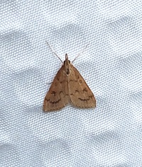 Udea rubigalis