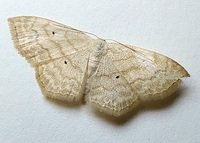 Scopula limboundata