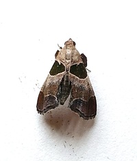 Tosale oviplagalis