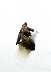 Tosale oviplagalis
