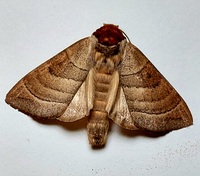 Datana integerrima