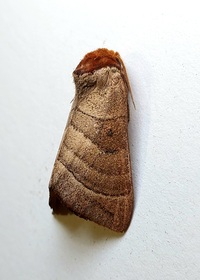 Datana integerrima