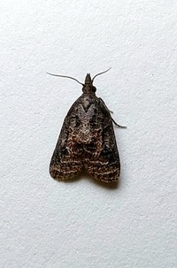 Platynota idaeusalis