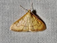 Neohelvibotys neohelvialis