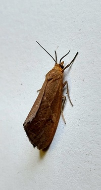 Virbia opella