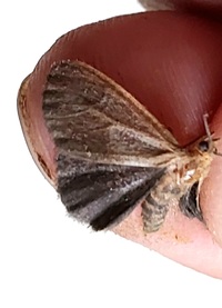 Virbia opella