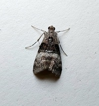 Pococera asperatella