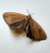 Virbia opella