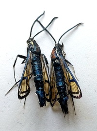 Synanthedon exitiosa