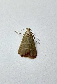 Arta olivalis