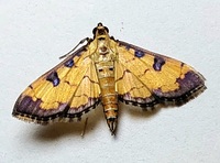 Ategumia ebulealis