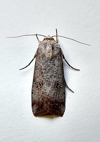 Anicla infecta