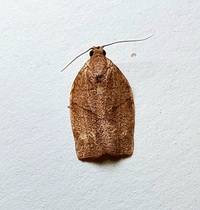 Choristoneura rosaceana