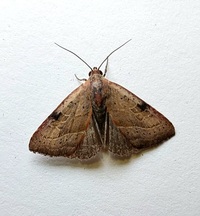 Galgula partita