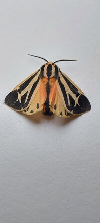 Apantesis phalerata