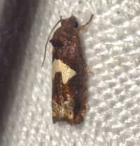 Epiblema otiosana