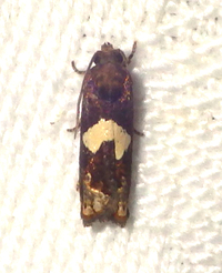 Epiblema otiosana