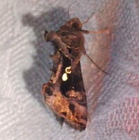 Chrysodeixis includens