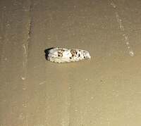 Epiblema alba