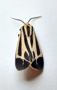 Apantesis nais