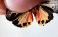 Apantesis nais