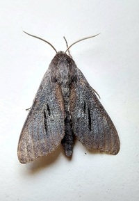 Lapara coniferarum