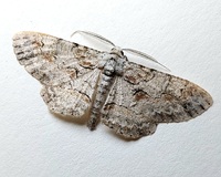 Iridopsis defectaria