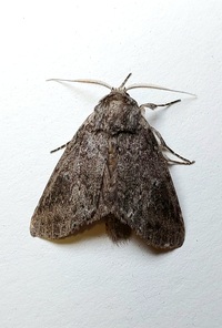 Lochmaeus manteo
