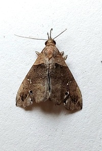 Lascoria ambigualis