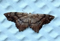 Hypagyrtis esther