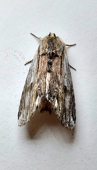 Ianassa lignicolor