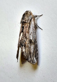 Ianassa lignicolor