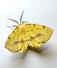 Xanthotype unidentified species