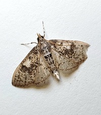 Palpita unidentified species