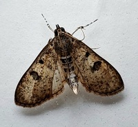 Palpita unidentified species