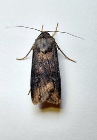 Agrotis ipsilon