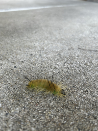 Acronicta americana