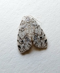 Clemensia albata