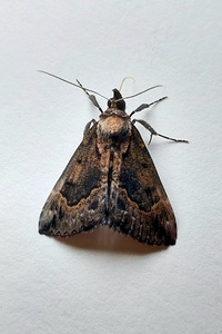 Hypena baltimoralis