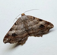 Macaria multilineata