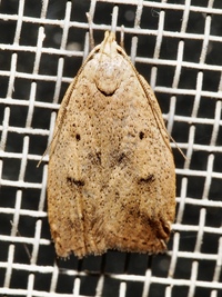 Machimia tentoriferella